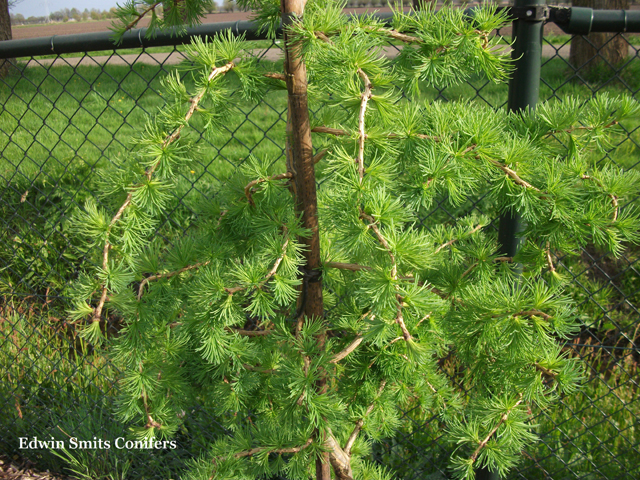 Larix decidua 'Horstmanns Recurved'